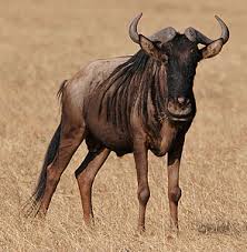 gnu